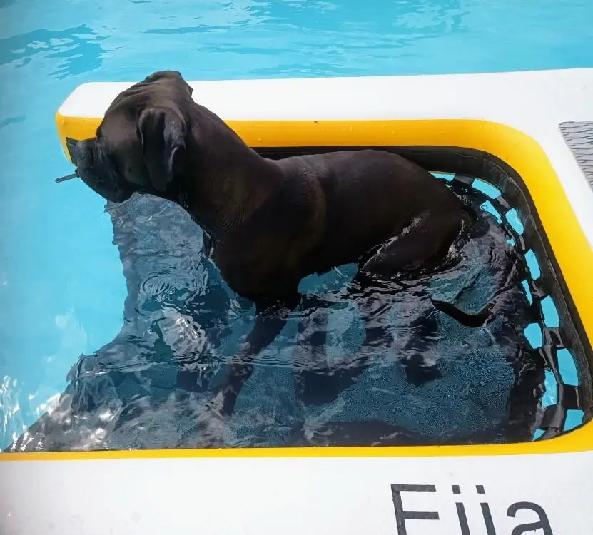 Summer Pet Toy Inflatable Dog Climbing Dog Pool Ladder Inflatable Dog Pool Ramp
Summer Pet Toy Inflatable Dog Climbing Dog Pool Ladder Inflatable Dog Pool Ramp