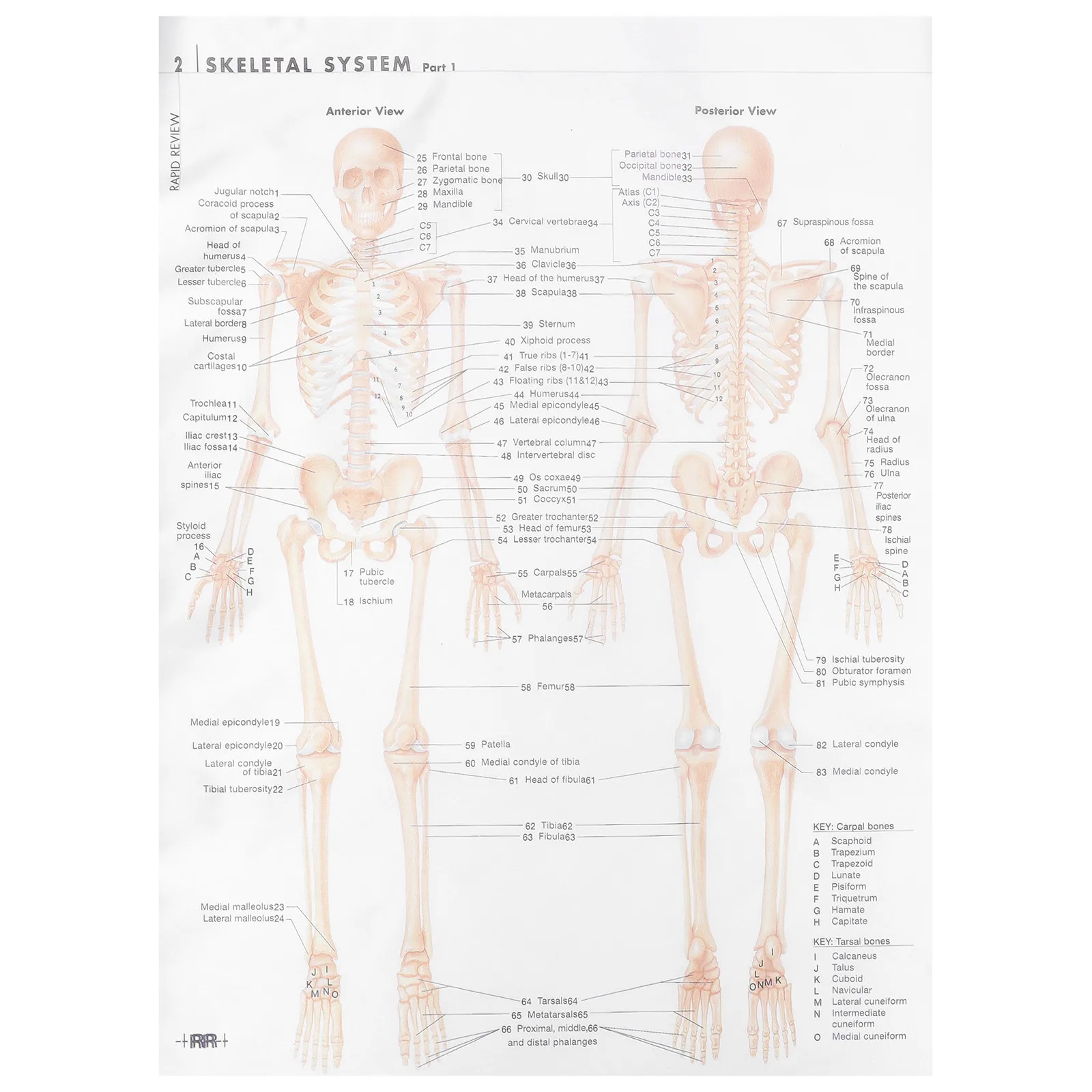 Premium Skeletal System Anatomy Poster Large Wall Decor for Home Office Classroom Education Party Decoration Kraft Paper
Premium Skeletal System Anatomy Poster Large Wall Decor for Home Office Classroom Education Party Decoration Kraft Paper