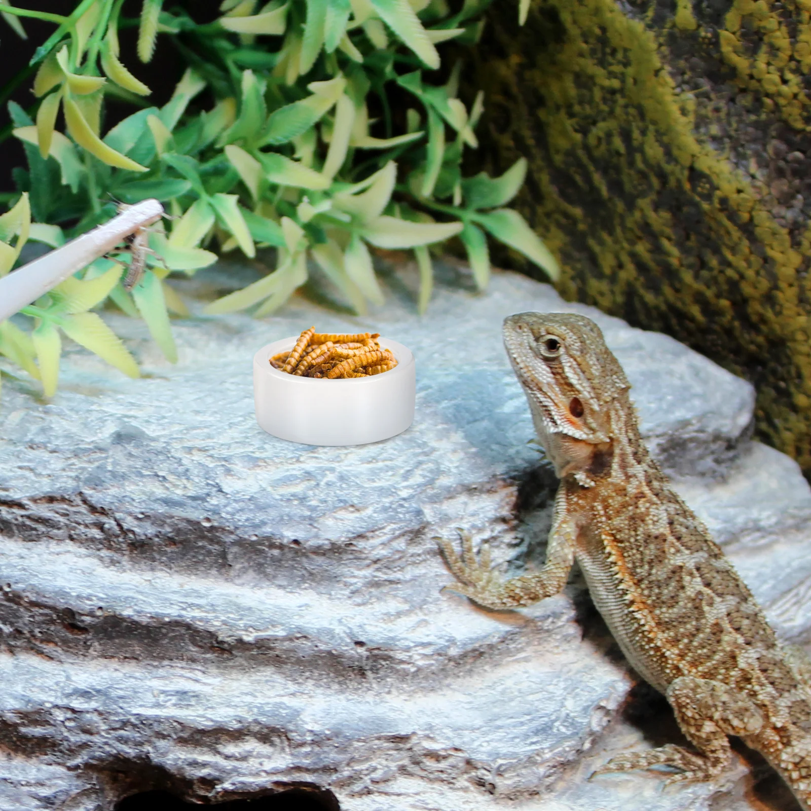 2Pcs Ceramics Reptile Feeding Basin Lizard Food Water Bowl Anti-Escape Design Smooth Surface Easy Cleaning White Round
2Pcs Ceramics Reptile Feeding Basin Lizard Food Water Bowl Anti-Escape Design Smooth Surface Easy Cleaning White Round