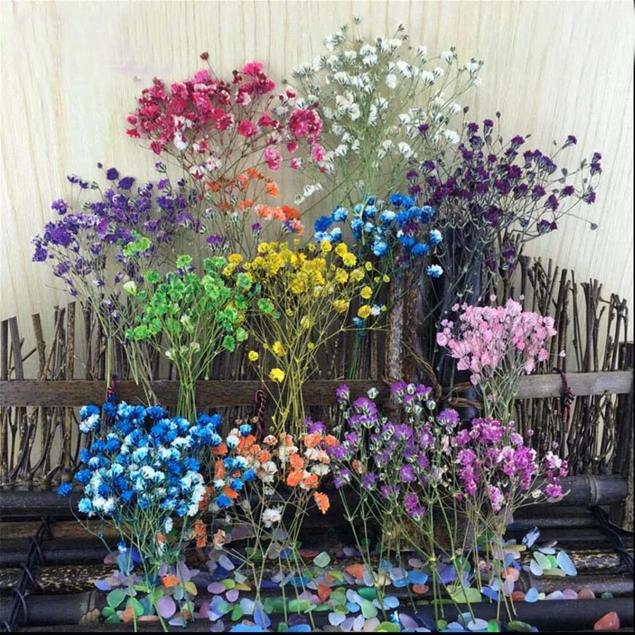 500pcs Dried Pressed Absorbed Color Baby's Breath Plant Herbarium For Jewelry Photo Frame Phone Case Bookmark DIY Craft Making
500pcs Dried Pressed Absorbed Color Baby's Breath Plant Herbarium For Jewelry Photo Frame Phone Case Bookmark DIY Craft Making