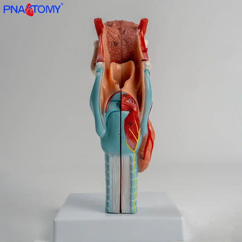 Anatomical Model of Human Larynx Teeth Throat Head Thyroid Cartilage Thyroid and Tongue
Anatomical Model of Human Larynx Teeth Throat Head Thyroid Cartilage Thyroid and Tongue