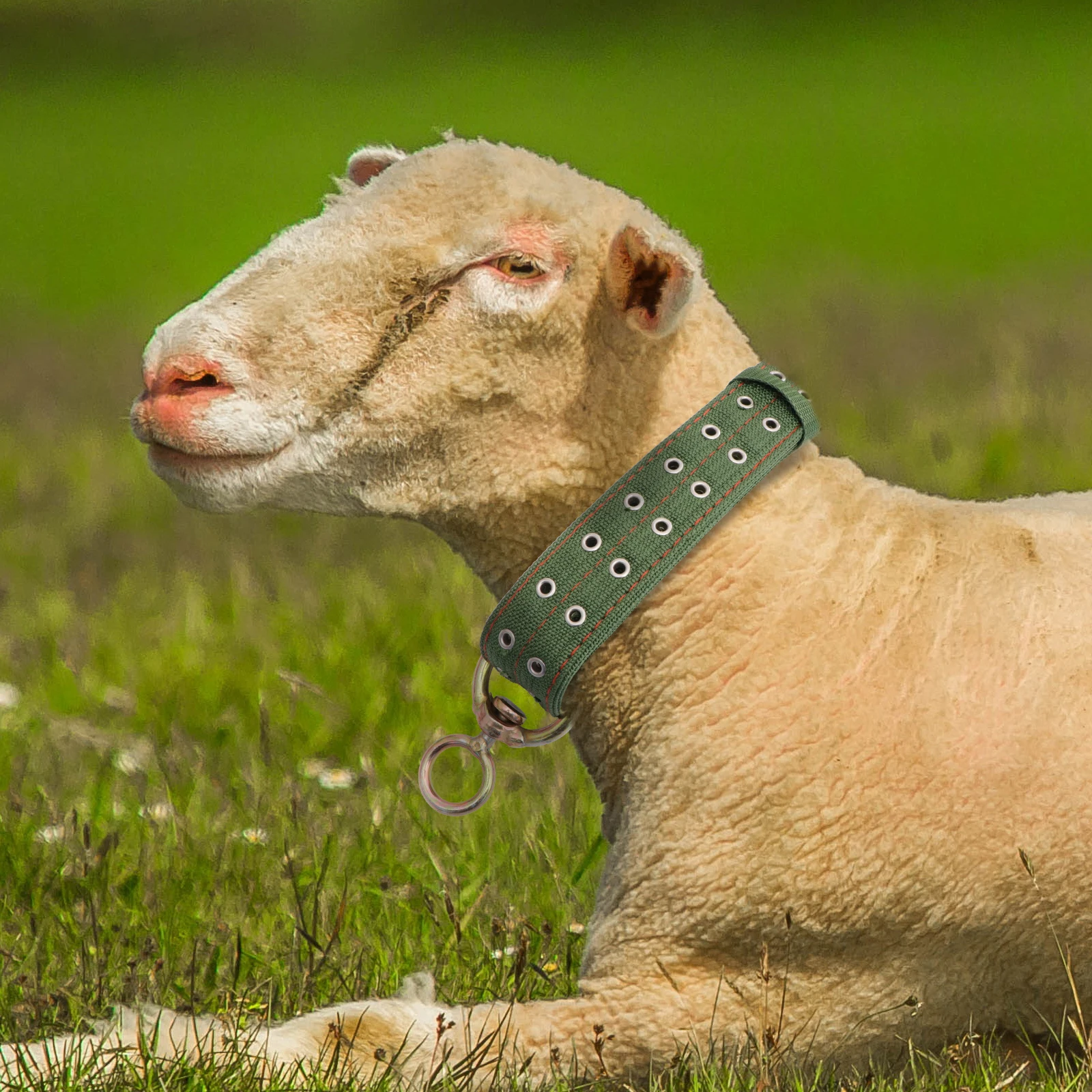 1pc Thickened Wear-Resistant Cattle Collar Canvas Explosion-Proof Buckle Durable Cow Traction Band Livestock Feeding for Beef
1pc Thickened Wear-Resistant Cattle Collar Canvas Explosion-Proof Buckle Durable Cow Traction Band Livestock Feeding for Beef