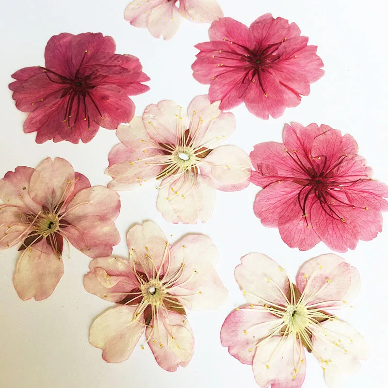 100Pcs Natural Plant Specimens, Handmade Materials, Pressed Flower Art, Flower Lamp, Cherry Blossom Pressed Flower Bookmark, Flower Petals, Pressed Flower Table Lamp, Candle, Silk Fan
100Pcs Natural Plant Specimens, Handmade Materials, Pressed Flower Art, Flower Lamp, Cherry Blossom Pressed Flower Bookmark, Flower Petals, Pressed Flower Table Lamp, Candle, Silk Fan