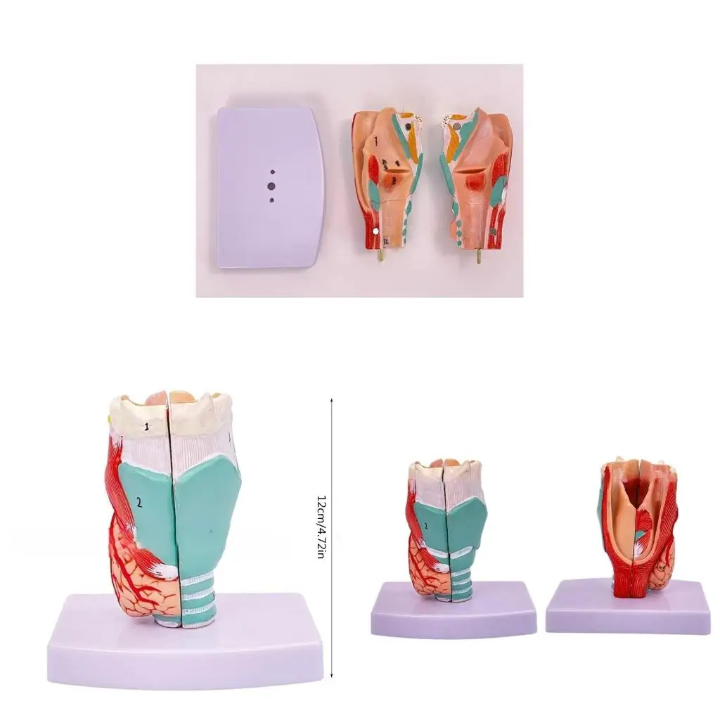 Human Larynx Anatomy Model, Life Size Anatomical Larynx Model Detachable Human Throat Model Anatomy for Diseases Study
Human Larynx Anatomy Model, Life Size Anatomical Larynx Model Detachable Human Throat Model Anatomy for Diseases Study