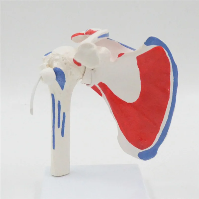 Human Anatomy Right Shoulder Joint Muscle Model Office And Classroom Anatomy Model PVC 1 Piece
Human Anatomy Right Shoulder Joint Muscle Model Office And Classroom Anatomy Model PVC 1 Piece