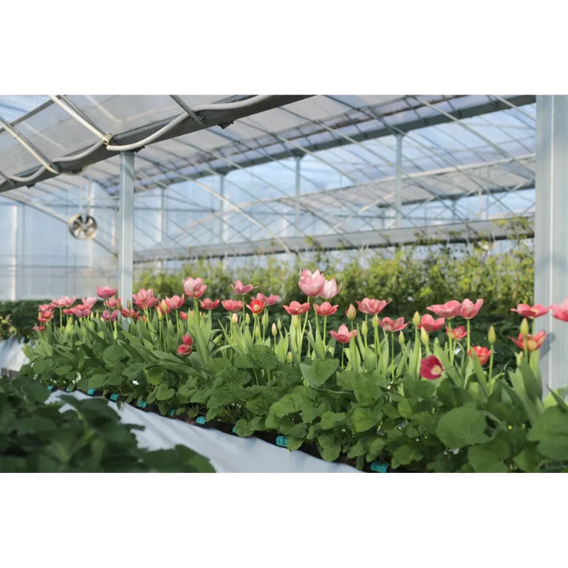 Customized greenhouseLow Cost Flower Planting Tunnel Greenhouse Kits Greenhouse Manufacturer Single Arch Plastic Film Greenhouse
Customized greenhouseLow Cost Flower Planting Tunnel Greenhouse Kits Greenhouse Manufacturer Single Arch Plastic Film Greenhouse