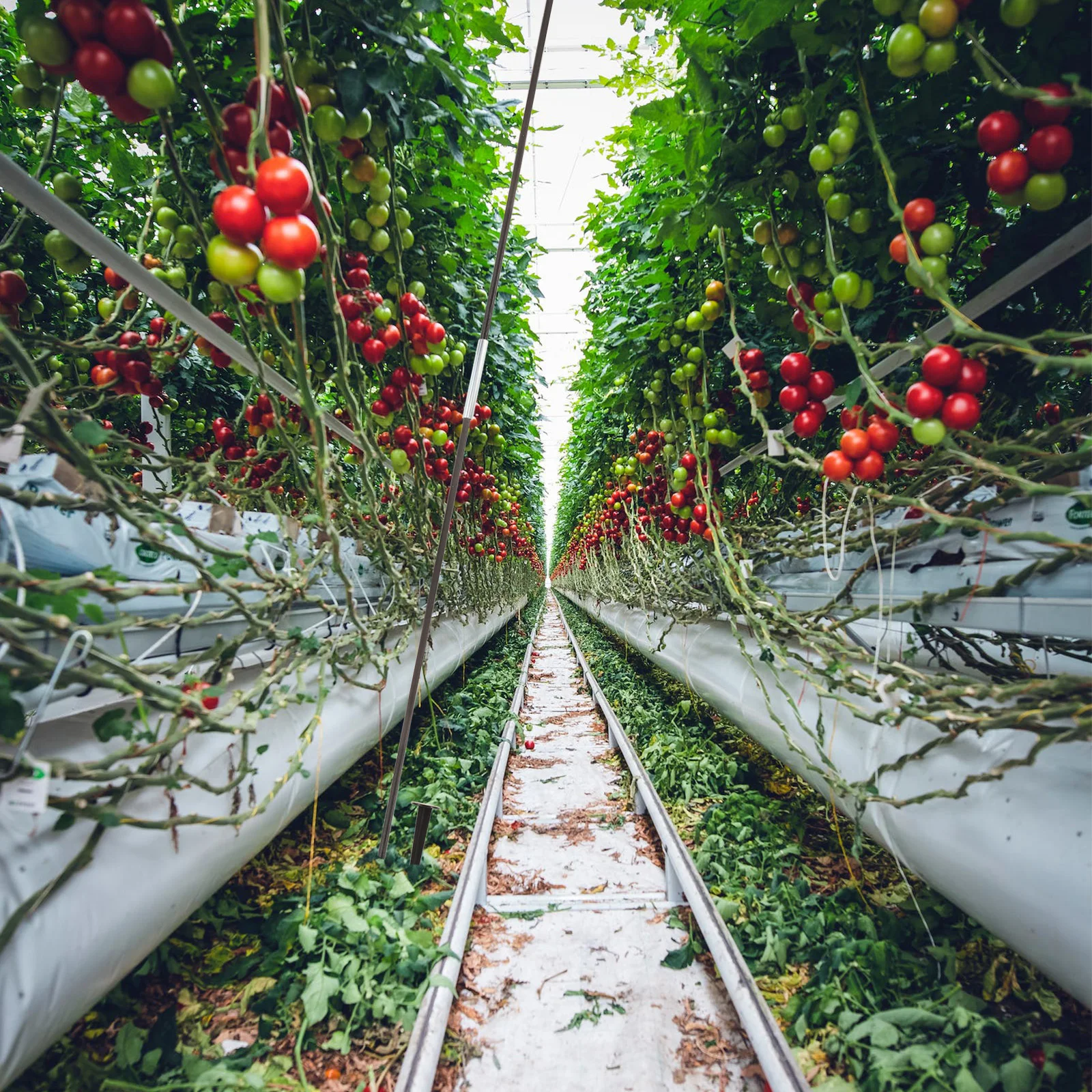 18 Plastic Plant Durable Safe Use Greenhouse Kit Plant Row Cover Accessories Garden Row Cover Accessories Mesh Netting
18 Plastic Plant Durable Safe Use Greenhouse Kit Plant Row Cover Accessories Garden Row Cover Accessories Mesh Netting