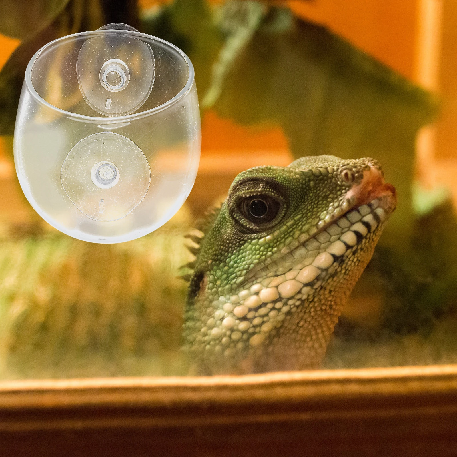 Terrarium Lizard Feeder Reptile Water Dish Bowls Suction Cup Worm Escape Prevention Food 
Terrarium Lizard Feeder Reptile Water Dish Bowls Suction Cup Worm Escape Prevention Food