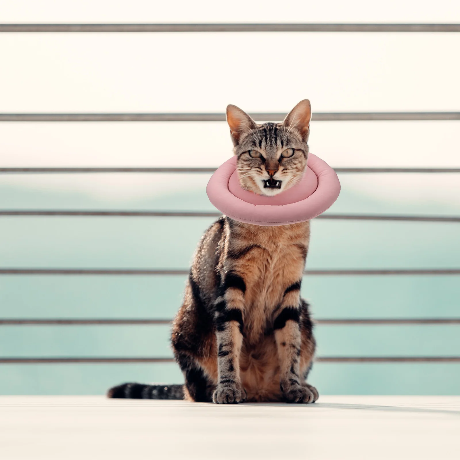 Waterproof Cloth Cat Recovery Collar Durable PP Cotton Filled Prevent Licking Biting Scratching Wounds Pet Supplies Anti Bite
Waterproof Cloth Cat Recovery Collar Durable PP Cotton Filled Prevent Licking Biting Scratching Wounds Pet Supplies Anti Bite