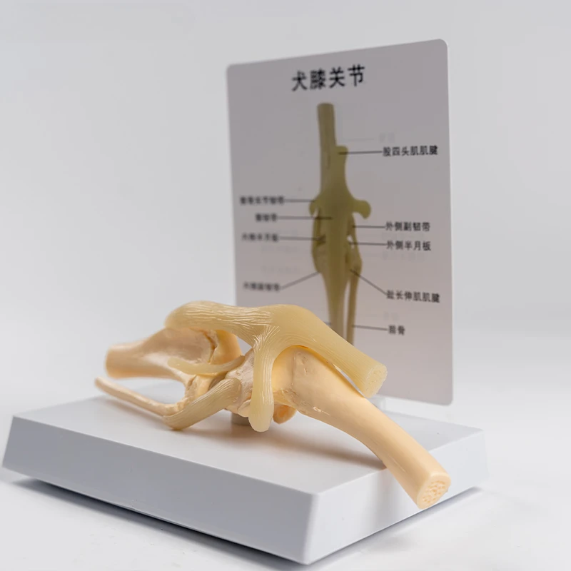 High-quality hot-selling dog knee joint PVC material simulation model
High-quality hot-selling dog knee joint PVC material simulation model