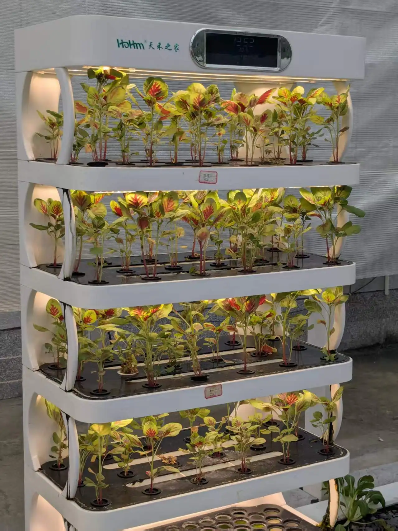 New Arrival Indoor Smart Garden Hydroponics: Home Intelligent Vertical Farming Equipment
New Arrival Indoor Smart Garden Hydroponics: Home Intelligent Vertical Farming Equipment