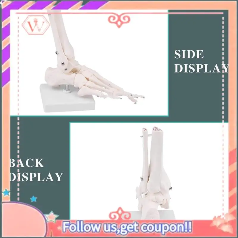 Upgraded Foot Skeletal Model,Tarsus, Metatarsal And Phalanges Of The Human Left Foot, Simulating Natural Motion
Upgraded Foot Skeletal Model,Tarsus, Metatarsal And Phalanges Of The Human Left Foot, Simulating Natural Motion