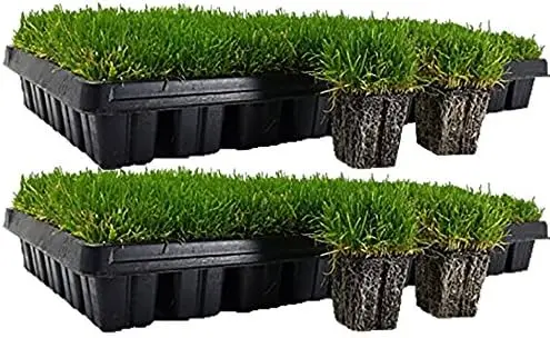 Drought Tolerant Low Maintenance Zoysia Plugs One Hundred Large Plugs
Drought Tolerant Low Maintenance Zoysia Plugs One Hundred Large Plugs