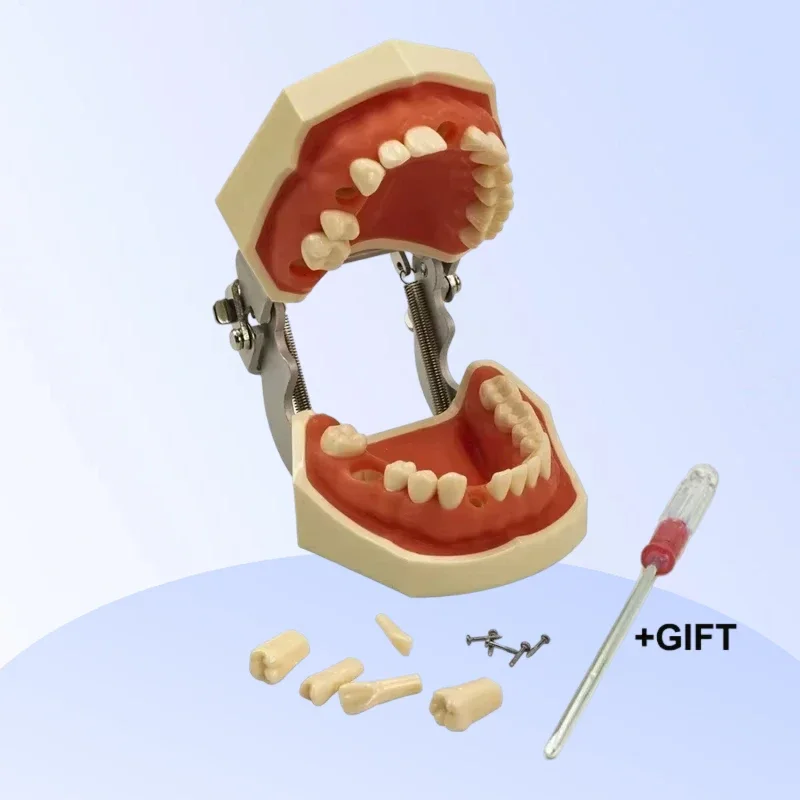 28 Teeth Model Dental Teaching Model Soft Gum Typodont Teeth Model Dentist Practice Training Demonstration Model
28 Teeth Model Dental Teaching Model Soft Gum Typodont Teeth Model Dentist Practice Training Demonstration Model