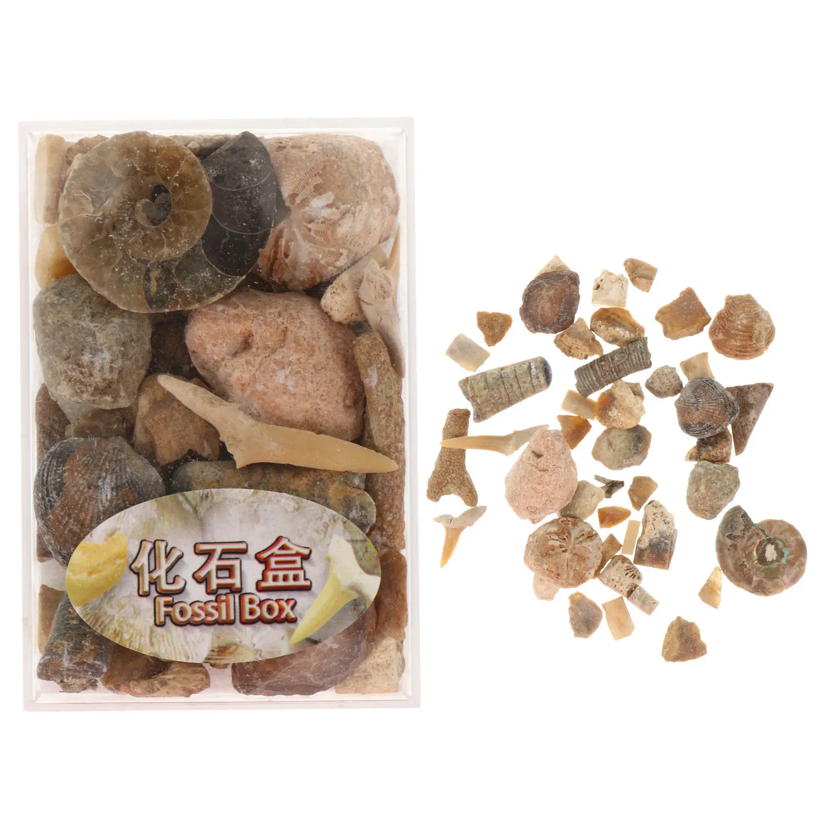 1 Box Minerals Natural Ore Stone Samples Teaching Aid Natural Stone Collection Specimens Minerals Specimens
1 Box Minerals Natural Ore Stone Samples Teaching Aid Natural Stone Collection Specimens Minerals Specimens