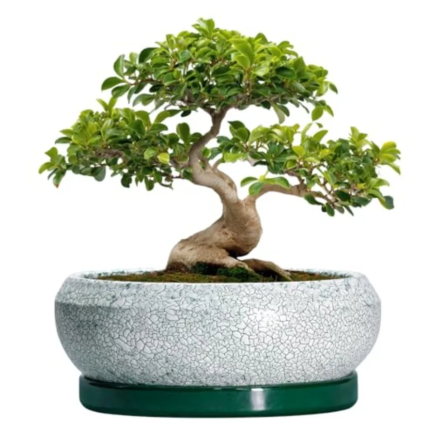 Bonsai Pots - Shallow Ceramic Planter with Drainage Hole and Saucer Round Succulent Pots for Indoor Outdoor Large Succulent Pla
Bonsai Pots - Shallow Ceramic Planter with Drainage Hole and Saucer Round Succulent Pots for Indoor Outdoor Large Succulent Pla