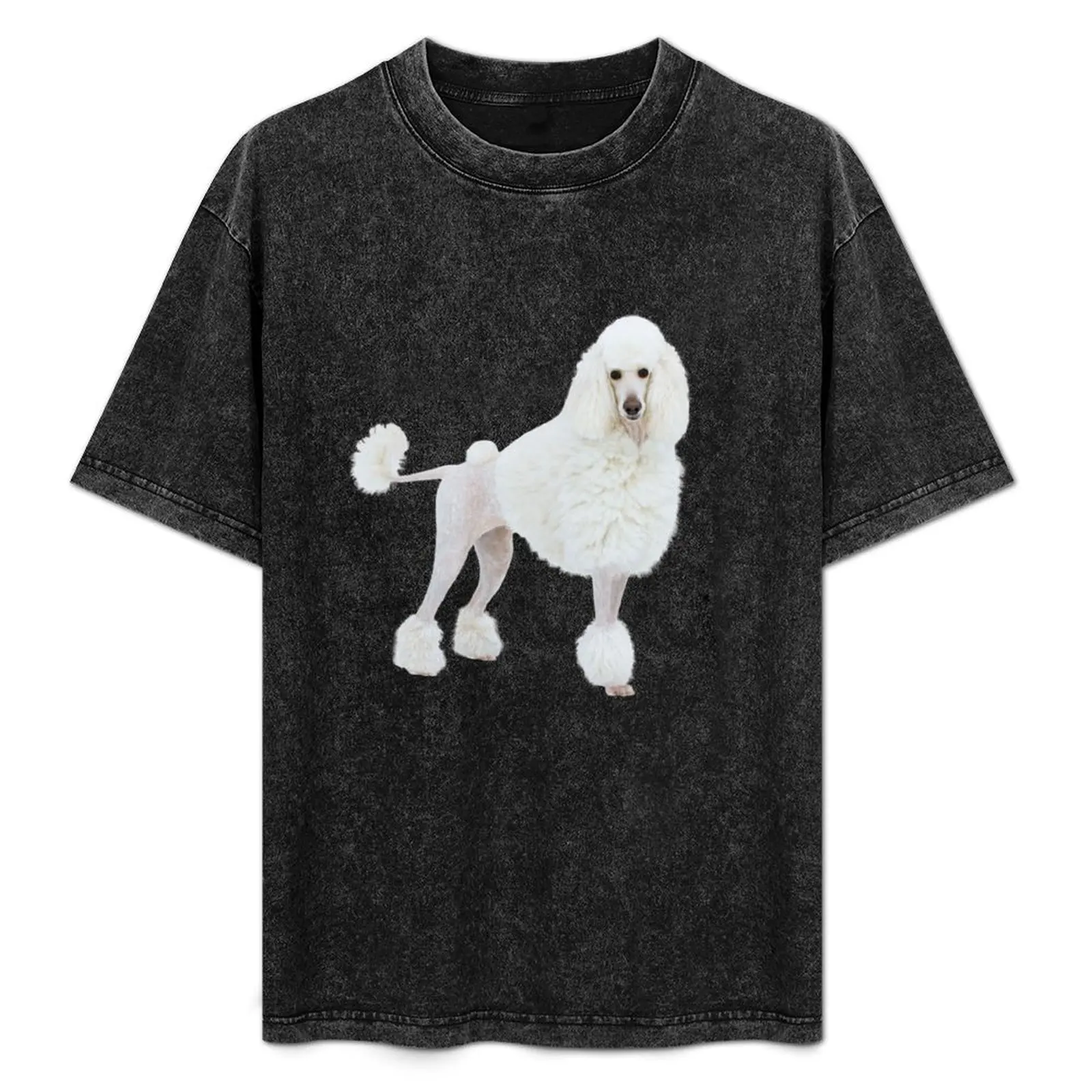 dog big royal white poodle with lion haircut T-Shirt sports fans cute tops men workout shirt
dog big royal white poodle with lion haircut T-Shirt sports fans cute tops men workout shirt