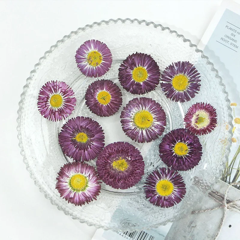 120pcs Pressed Dried Bellis perennis L Flower Herbarium For Jewelry Postcard Bookmark Frame Phone Case Face Makeup Lamp Card DIY
120pcs Pressed Dried Bellis perennis L Flower Herbarium For Jewelry Postcard Bookmark Frame Phone Case Face Makeup Lamp Card DIY
