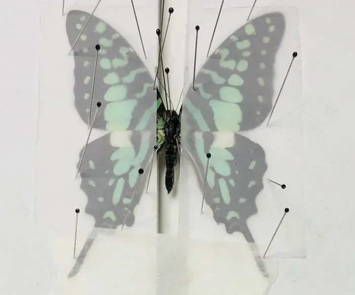 Настоящий оригинальный образец бабочки без разбрасывания крыльев DIY Практика Треугольная сумка Разнообразие Мульти-ручная работа Школьное обучение 
Настоящий оригинальный образец бабочки без разбрасывания крыльев DIY Практика Треугольная сумка Разнообразие Мульти-ручная работа Школьное обучение