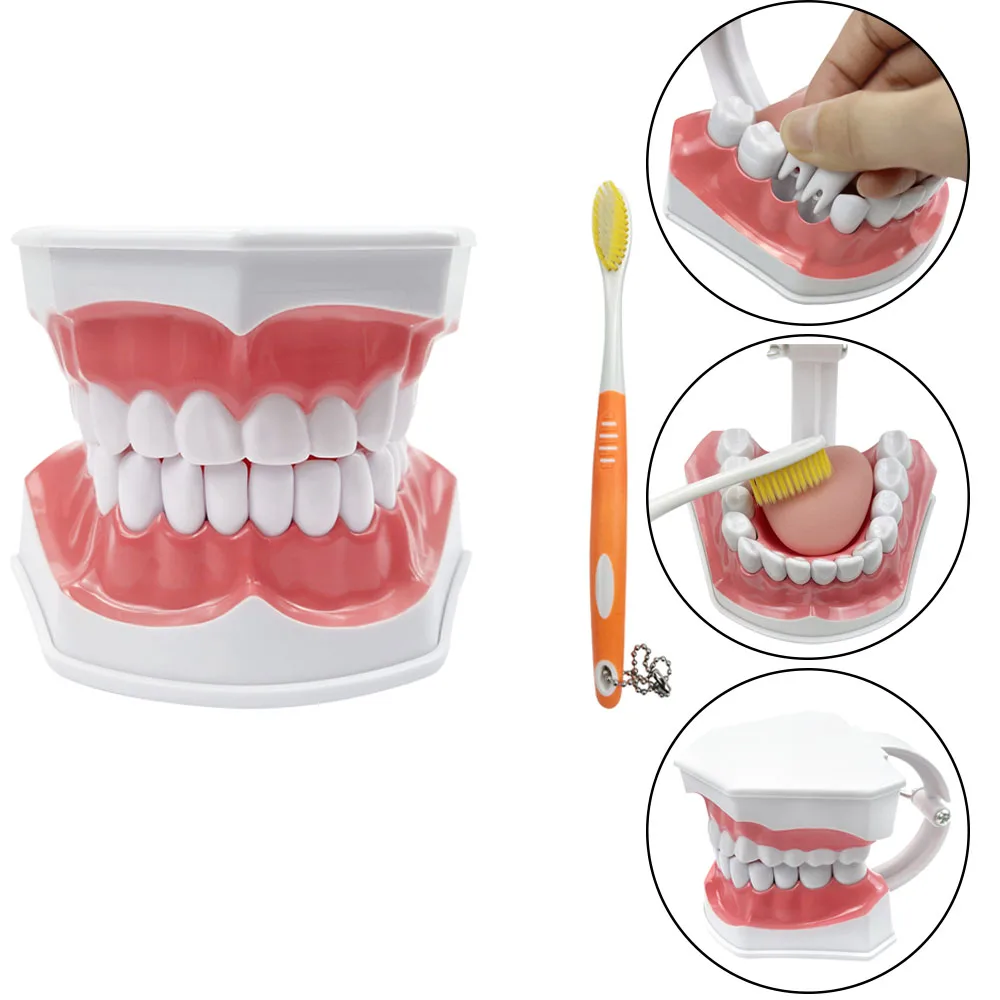 Resin Teeth Model Tongue Toothbrush Dentist Dental Teaching & Studying Brushing Education
Resin Teeth Model Tongue Toothbrush Dentist Dental Teaching & Studying Brushing Education