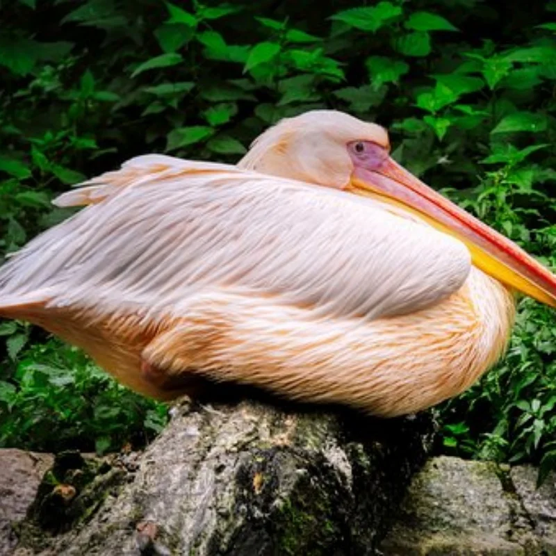 4 шт. 1,9-дюймовый металлический обод колеса 90 100 110 мм резиновая шина для радиоуправляемого гусеничного автомобиля TRX4 SCX10 D90 CC01 YIKONG 4102 4103 
4 шт. 1,9-дюймовый металлический обод колеса 90 100 110 мм резиновая шина для радиоуправляемого гусеничного автомобиля TRX4 SCX10 D90 CC01 YIKONG 4102 4103