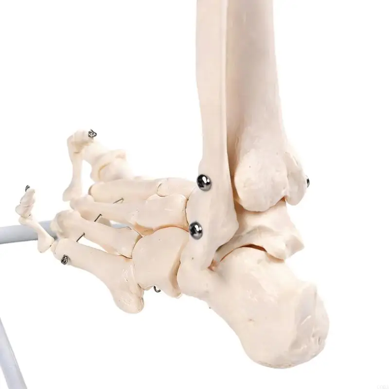 CORA Human Lower Limb Skeleton Model with Hip and Sacroiliac Joint Structure Anatomy Teaching Aid for Clinical Demonstration
CORA Human Lower Limb Skeleton Model with Hip and Sacroiliac Joint Structure Anatomy Teaching Aid for Clinical Demonstration