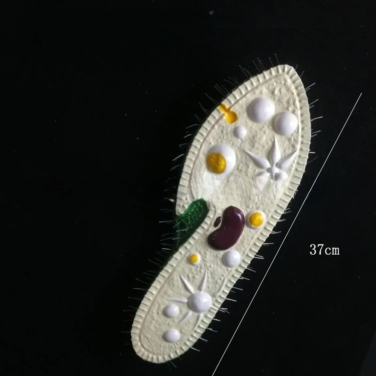 Paramecium model Biological laboratory teaching model 
Paramecium model Biological laboratory teaching model
