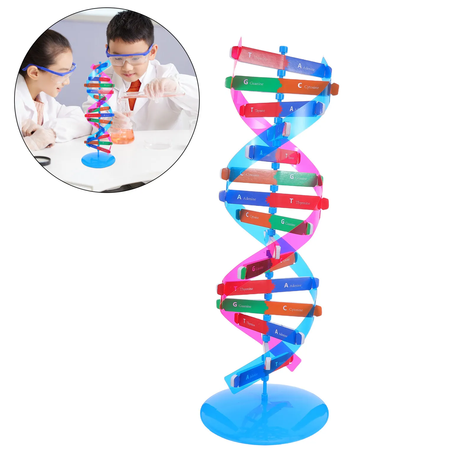 Double Helix Dna Molecular Structure Science Kit Colorful DIY Buildable Student Learning Classroom Biology Teaching Aid Genetics
Double Helix Dna Molecular Structure Science Kit Colorful DIY Buildable Student Learning Classroom Biology Teaching Aid Genetics