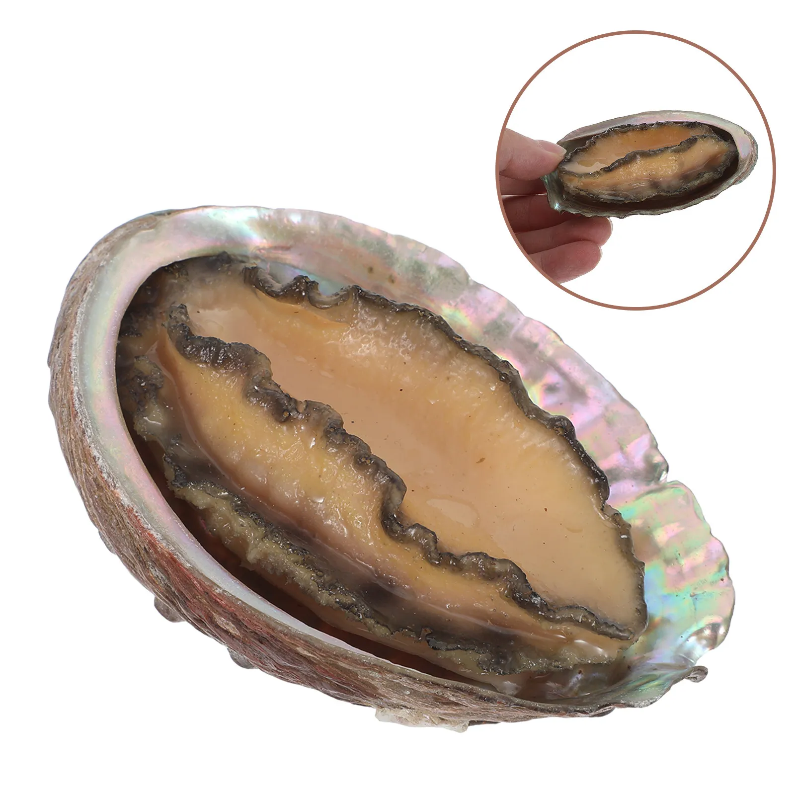 Artificial Abalone Core Lifelike Realistic Sea Life Seafood Prop Perfect for Home Display Party Photo Food
Artificial Abalone Core Lifelike Realistic Sea Life Seafood Prop Perfect for Home Display Party Photo Food