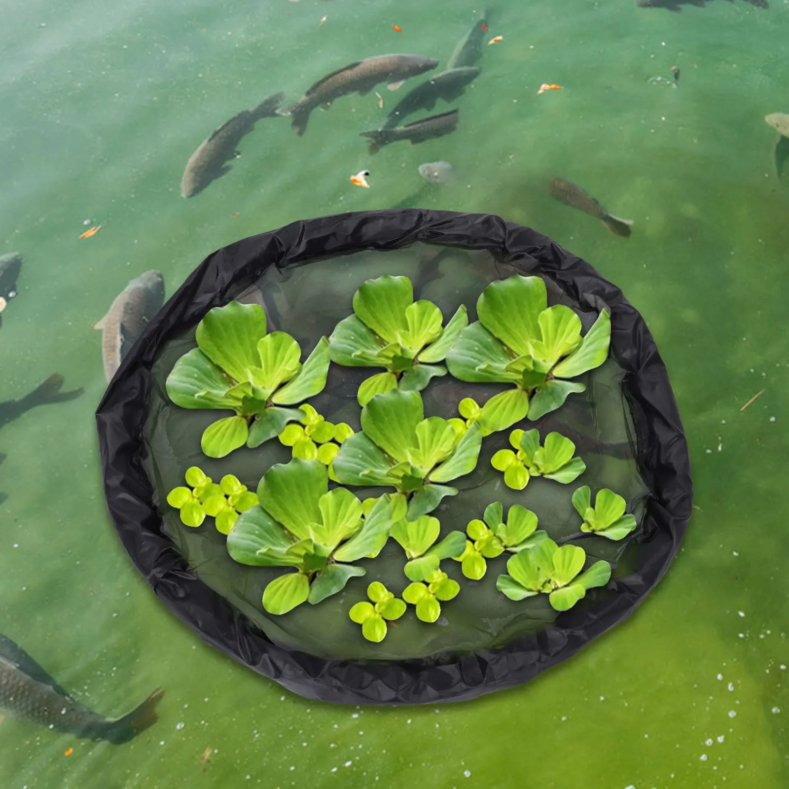 Uv Resistant Floating Pond Plant Protector Round Mesh Barrier for Fish Safety Aquatic Plants Floating Island Planter Water
Uv Resistant Floating Pond Plant Protector Round Mesh Barrier for Fish Safety Aquatic Plants Floating Island Planter Water