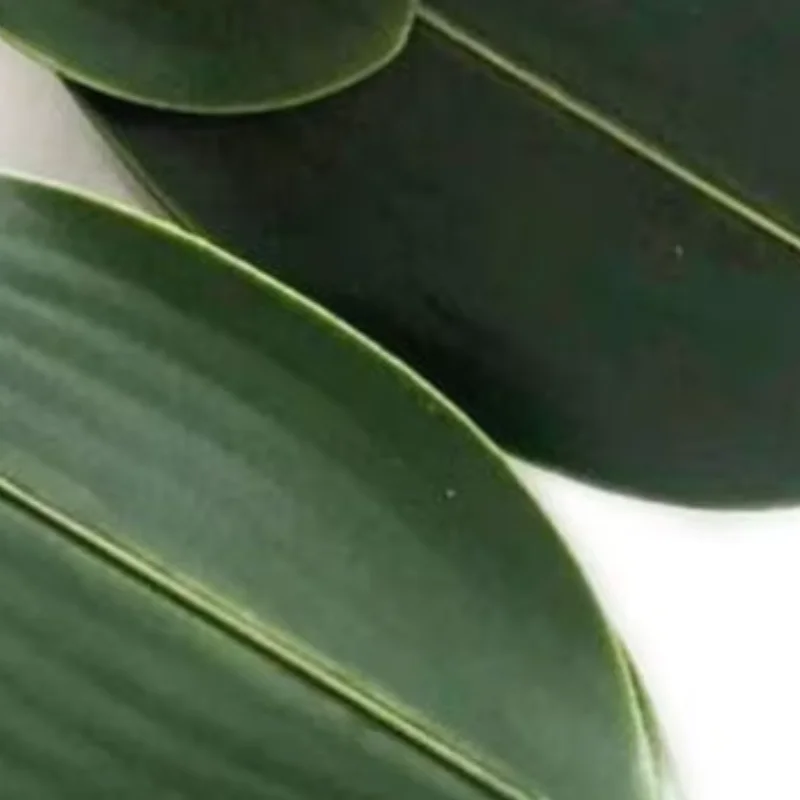 Artificial Leaf Decor Faux Orchid Leaves Stem Real Touch Eco-friendly Green Plant for Flower Arrangement Garden Bonsai Decor
Artificial Leaf Decor Faux Orchid Leaves Stem Real Touch Eco-friendly Green Plant for Flower Arrangement Garden Bonsai Decor
