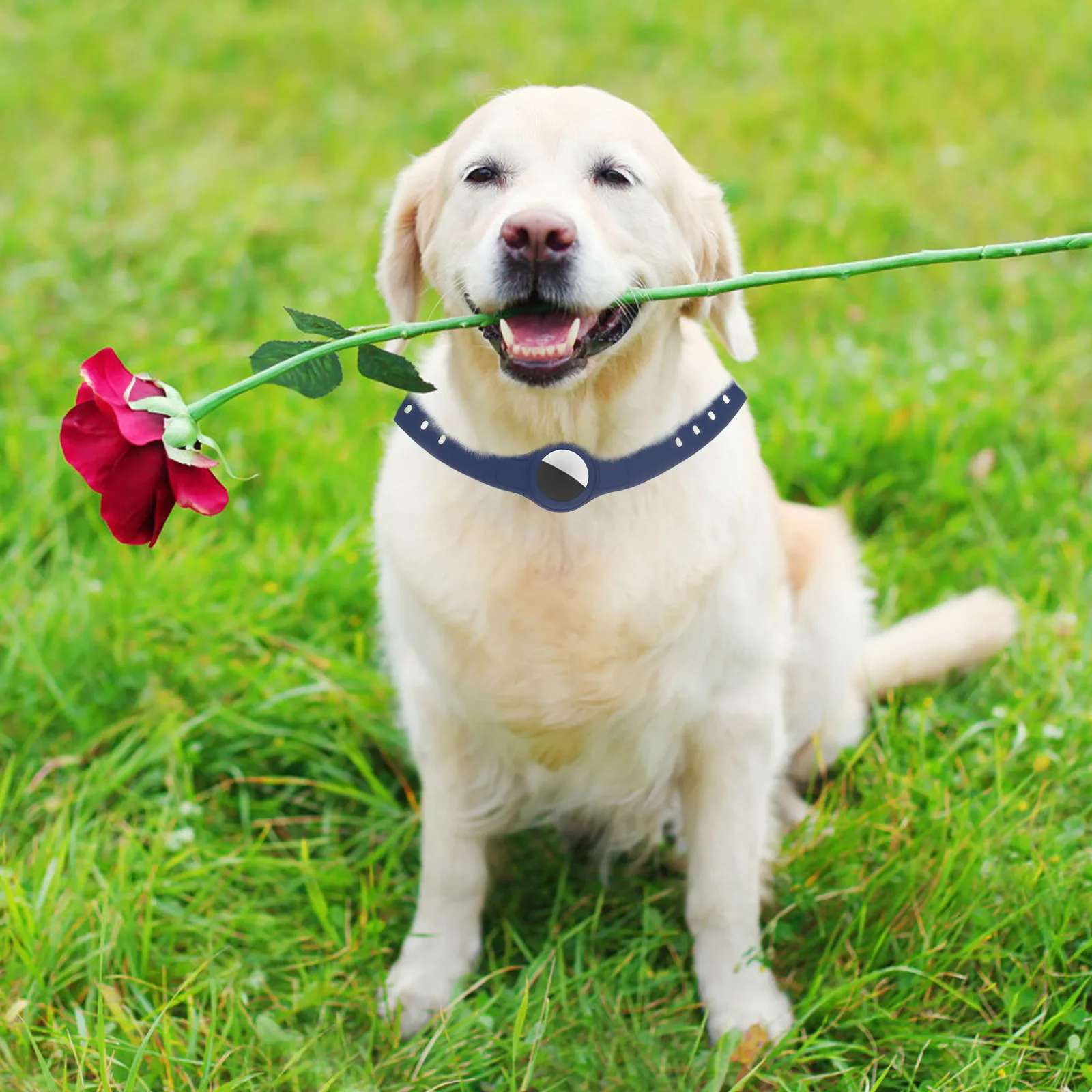 Эластичный силиконовый чехол-держатель для GPS-трекера на ошейник для собак: нескользящий, комфортный, защита от перегибов, не для жевания
Эластичный силиконовый чехол-держатель для GPS-трекера на ошейник для собак: нескользящий, комфортный, защита от перегибов, не для жевания