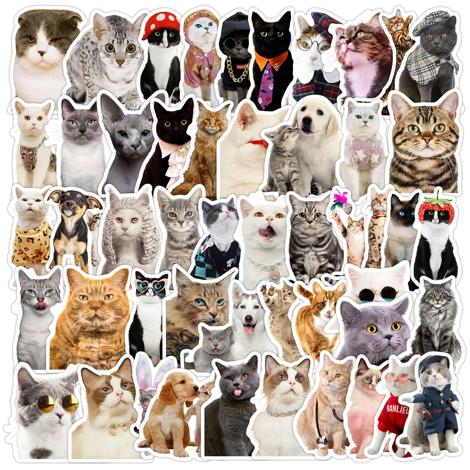 50PCS Cute Kitten Graffiti Stickers DIY Decorative Water Cup Mobile Phone Cases Guitar Waterproof Decals Kids Toys Gifts Sticker
50PCS Cute Kitten Graffiti Stickers DIY Decorative Water Cup Mobile Phone Cases Guitar Waterproof Decals Kids Toys Gifts Sticker