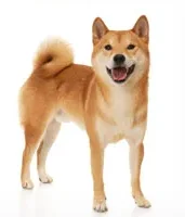 BETAFPV Matrix 1S 5IN1 AIO FC - 2.4G ELRS, 400mW VTX for Meteor75 Pro Whoop Quadcopter (Racing & Freestyle)
BETAFPV Matrix 1S 5IN1 AIO FC - 2.4G ELRS, 400mW VTX for Meteor75 Pro Whoop Quadcopter (Racing & Freestyle)