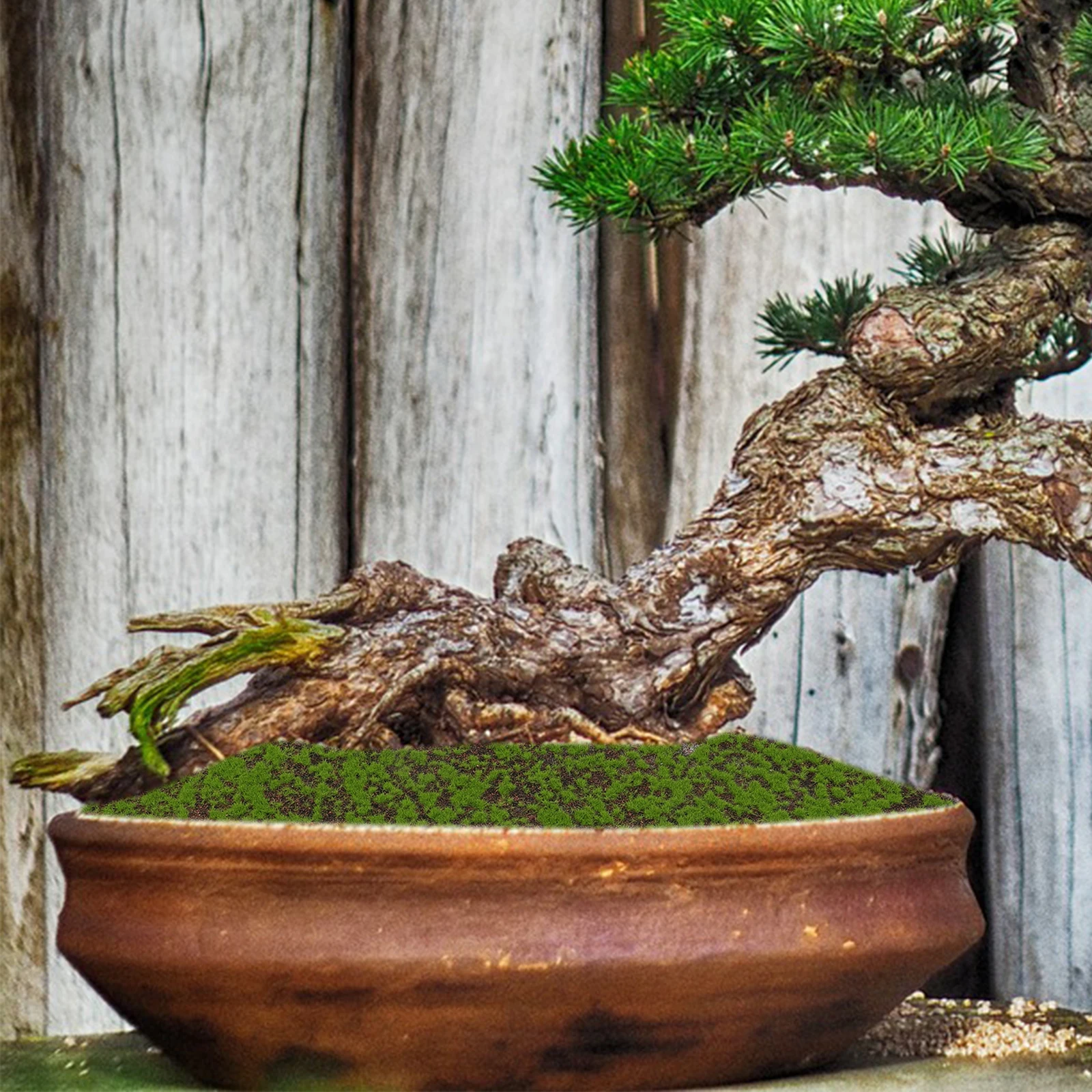 Artificial Moss Carpet Durable Safe Long Term Use Micro Landscape Decoration Mini Garden Accessory Faux Grass Turf Fake Grass
Artificial Moss Carpet Durable Safe Long Term Use Micro Landscape Decoration Mini Garden Accessory Faux Grass Turf Fake Grass