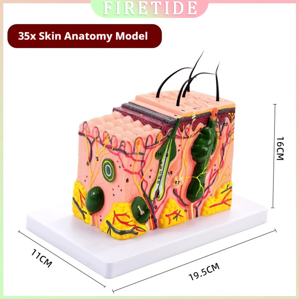 50x magnified anatomical model of human skin tissue structure, three-dimensional skin model for cosmetic and plastic surgery
50x magnified anatomical model of human skin tissue structure, three-dimensional skin model for cosmetic and plastic surgery