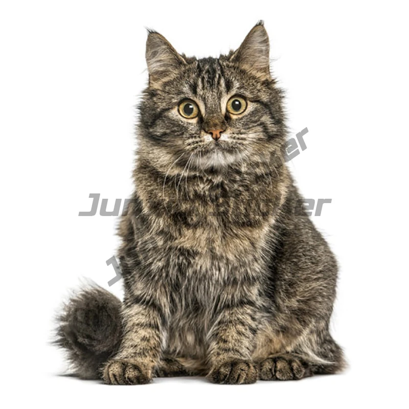 Self-adhesive Decal Cat Car Sticker Waterproof Auto Decors on Bumper Rear Window Motorcycle Laptop Helmet
Self-adhesive Decal Cat Car Sticker Waterproof Auto Decors on Bumper Rear Window Motorcycle Laptop Helmet