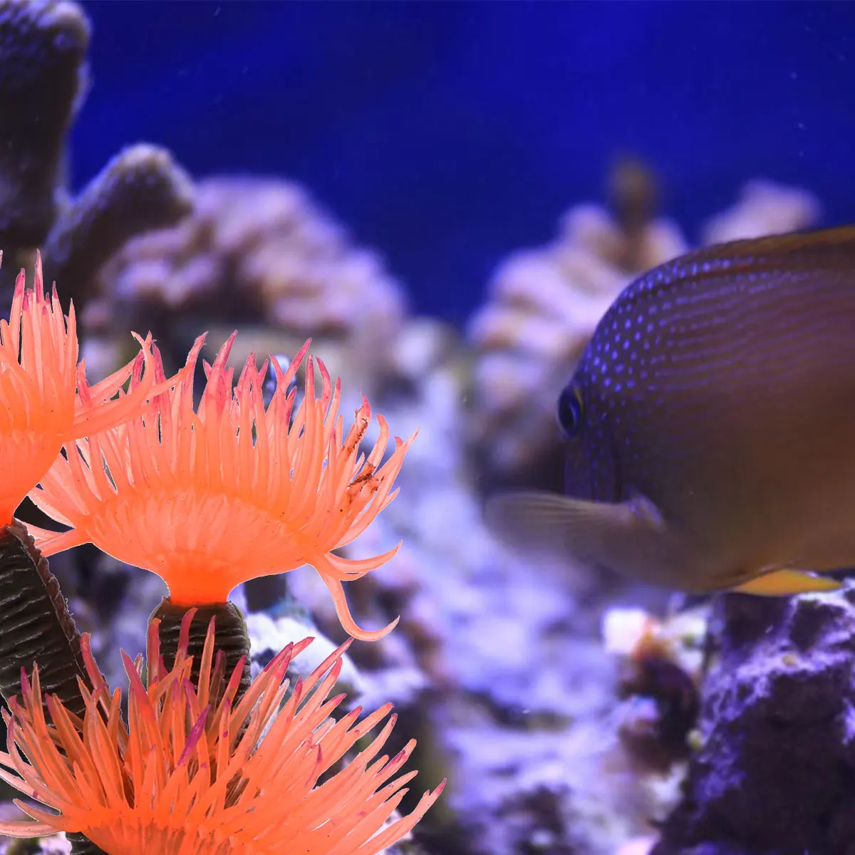 Artificial Coral Fish Tank Aquarium Accessories Decorations Plant for Aquariums
Artificial Coral Fish Tank Aquarium Accessories Decorations Plant for Aquariums