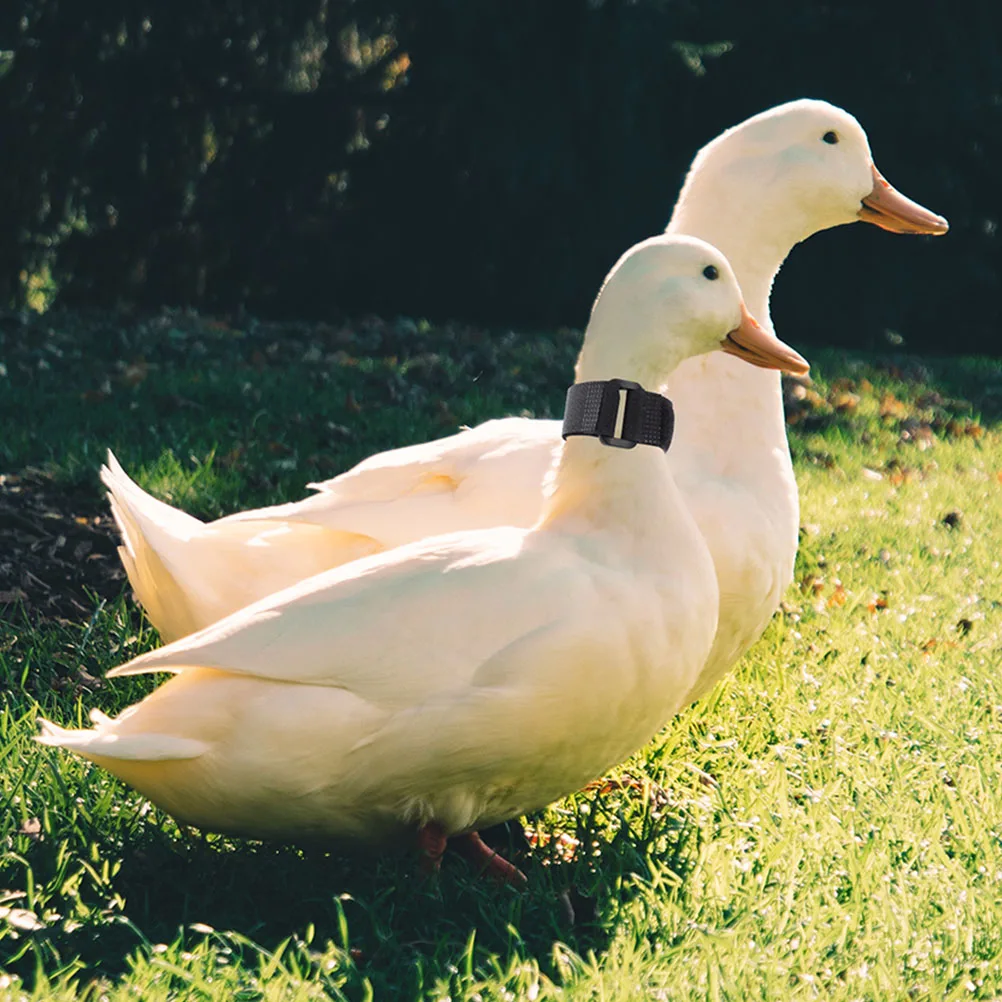 6pcs Anti-noise Collar Chicken Accessories Noise-proof Crowing Neck Duck Goose Pet Adjustable Size Portable Design Stop Rooster
6pcs Anti-noise Collar Chicken Accessories Noise-proof Crowing Neck Duck Goose Pet Adjustable Size Portable Design Stop Rooster