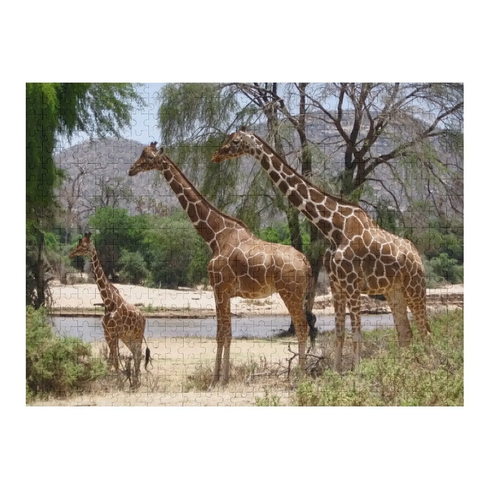 Giraffes in Samburu National Reserve, Kenya, Africa Jigsaw Puzzle Children Personalized Gift Ideas Picture Puzzle
Giraffes in Samburu National Reserve, Kenya, Africa Jigsaw Puzzle Children Personalized Gift Ideas Picture Puzzle