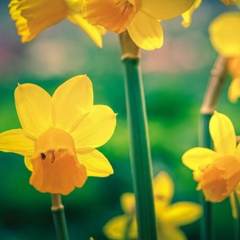 Metal RC Body Chassis Frame Kit Fits for WPL C14 C24 1/16 Car Upgrade Truck Car Spare Parts Wheelbase Assemble Shell Frame
Metal RC Body Chassis Frame Kit Fits for WPL C14 C24 1/16 Car Upgrade Truck Car Spare Parts Wheelbase Assemble Shell Frame