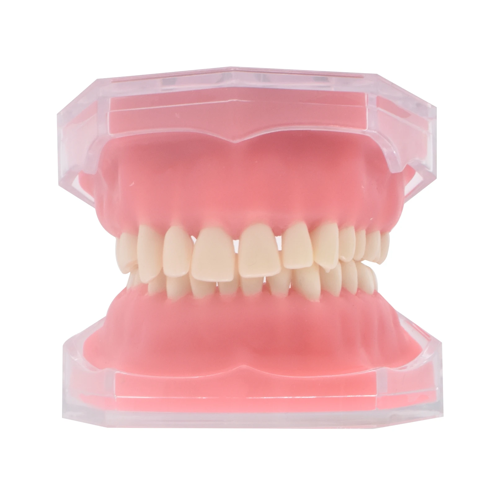 Dental Soft foundation Gum Standad Typodont Study Model with 28pcs Removable Teeth Dentist Study Teaching Model Dentist Lab Tool
Dental Soft foundation Gum Standad Typodont Study Model with 28pcs Removable Teeth Dentist Study Teaching Model Dentist Lab Tool