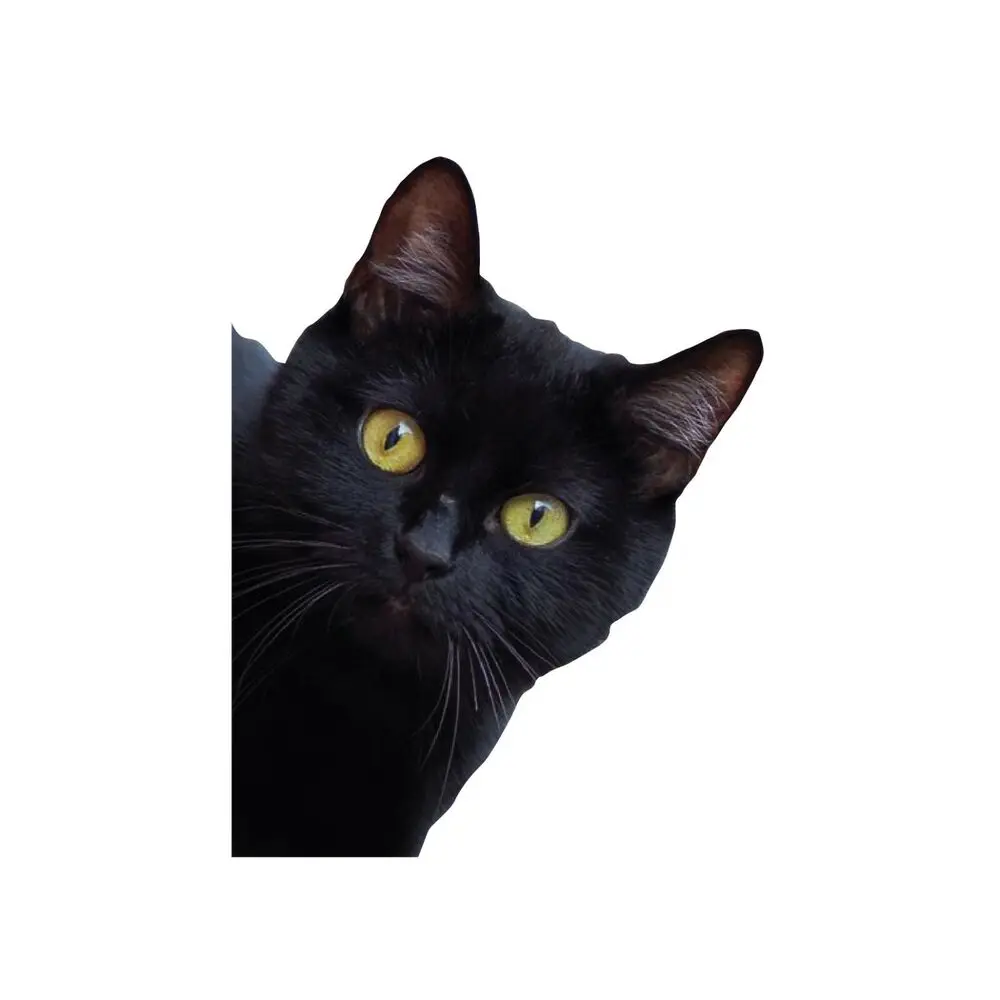 Classic Design Black Cat Stealing Occlusion Scratch Cat Car Bumper Window Vinyl Decal Sticker Car Accessories Decoration
Classic Design Black Cat Stealing Occlusion Scratch Cat Car Bumper Window Vinyl Decal Sticker Car Accessories Decoration