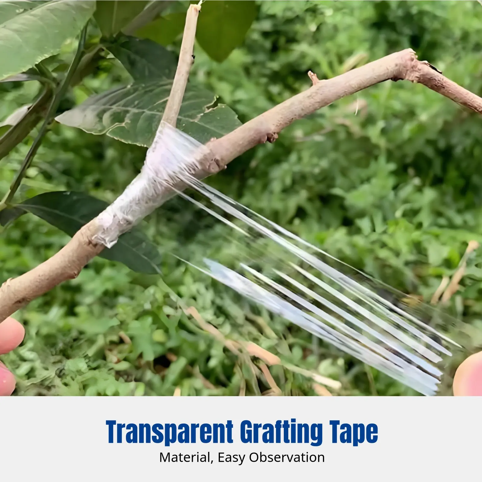 Fruit Tree Grafting Film, Transparent Wrap, Automatic Stretchable Insulation
Fruit Tree Grafting Film, Transparent Wrap, Automatic Stretchable Insulation