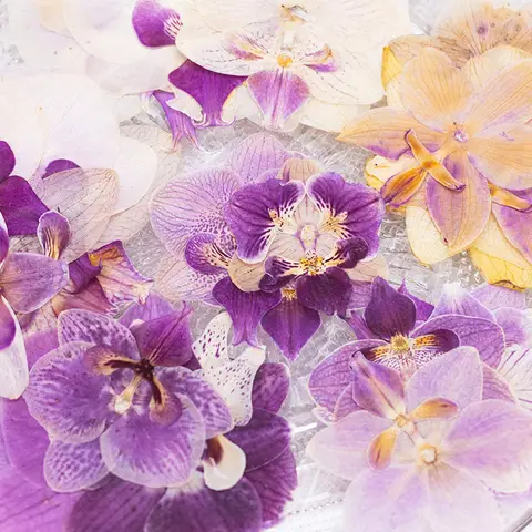 2PCS Set Orchid Phalaenopsis Pressed Flower for DIY Resin Mold Phone Case Making Natural Real Pressed Dried Flowers