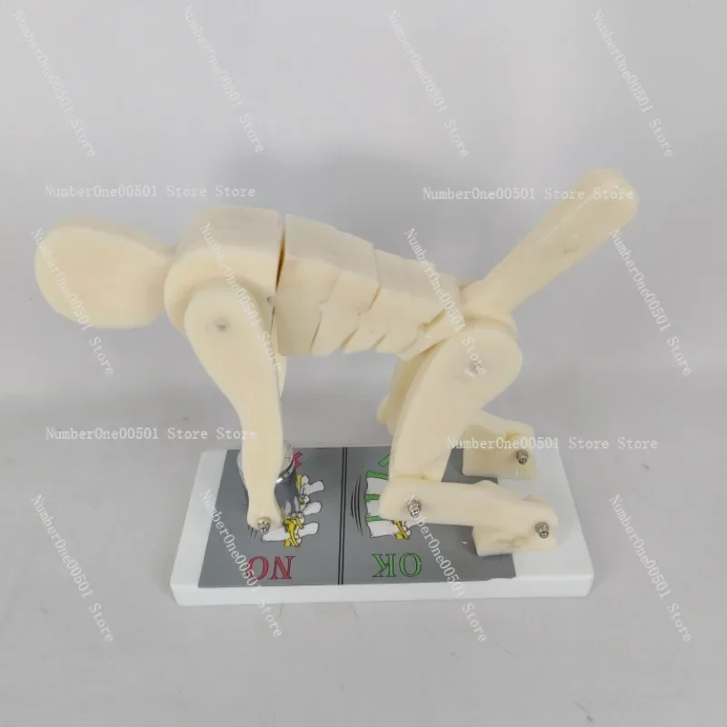 Human body bending weightlifting spinal demonstration model fitness weight correct posture waist and lumbar spine protection
Human body bending weightlifting spinal demonstration model fitness weight correct posture waist and lumbar spine protection