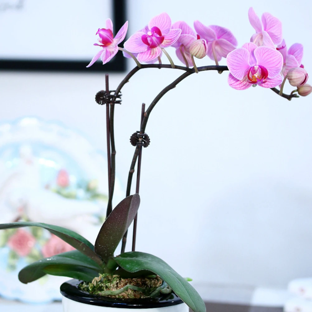 150Pcs Orchid Support Clips Reusable Plastic Plant Clips Hold Stems Straight for Garden Vines Tomatoes Beans Flower Accessories 
150Pcs Orchid Support Clips Reusable Plastic Plant Clips Hold Stems Straight for Garden Vines Tomatoes Beans Flower Accessories