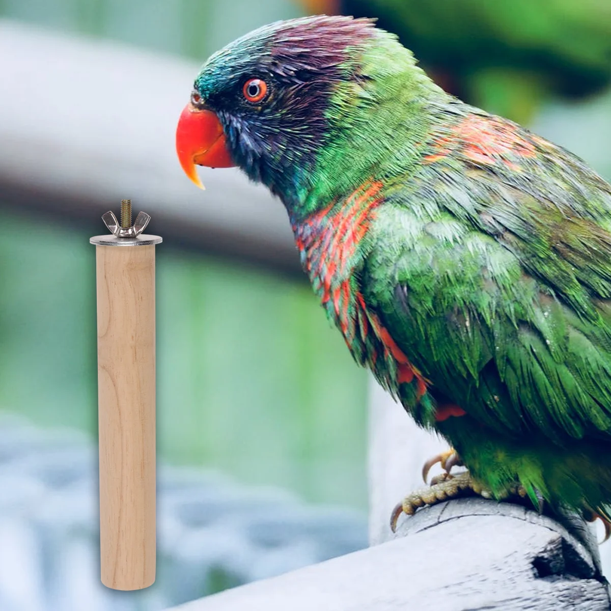 5 Pcs Bird Budgie Cage Parrot Hanger for Parrots Toy Cockatiel Perch Playing Pole Birds Stand up
5 Pcs Bird Budgie Cage Parrot Hanger for Parrots Toy Cockatiel Perch Playing Pole Birds Stand up
