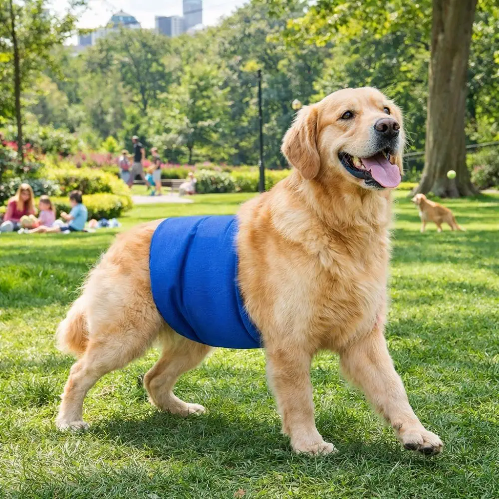 Breathable Dog Physiological Pants High Absorbing Washable Male Dog Diapers Comfortable Leak-proof Pet Underwear Anti Estrus
Breathable Dog Physiological Pants High Absorbing Washable Male Dog Diapers Comfortable Leak-proof Pet Underwear Anti Estrus