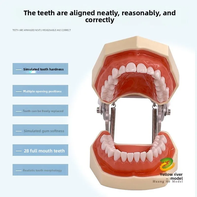 Dental Dentistry Standard Model Oral Dentist Teaching Mold Simulation Tooth Extraction Teaching Model Full Mouth Removable
Dental Dentistry Standard Model Oral Dentist Teaching Mold Simulation Tooth Extraction Teaching Model Full Mouth Removable
